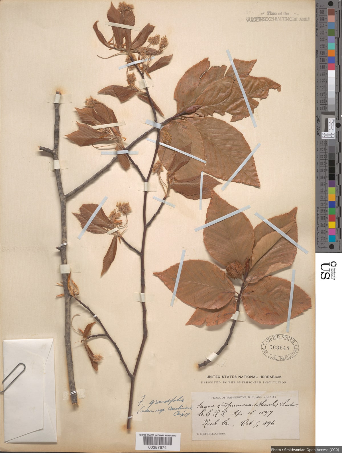 Fagus grandifolia subsp. caroliniana (Loudon) Fernald & Rehder