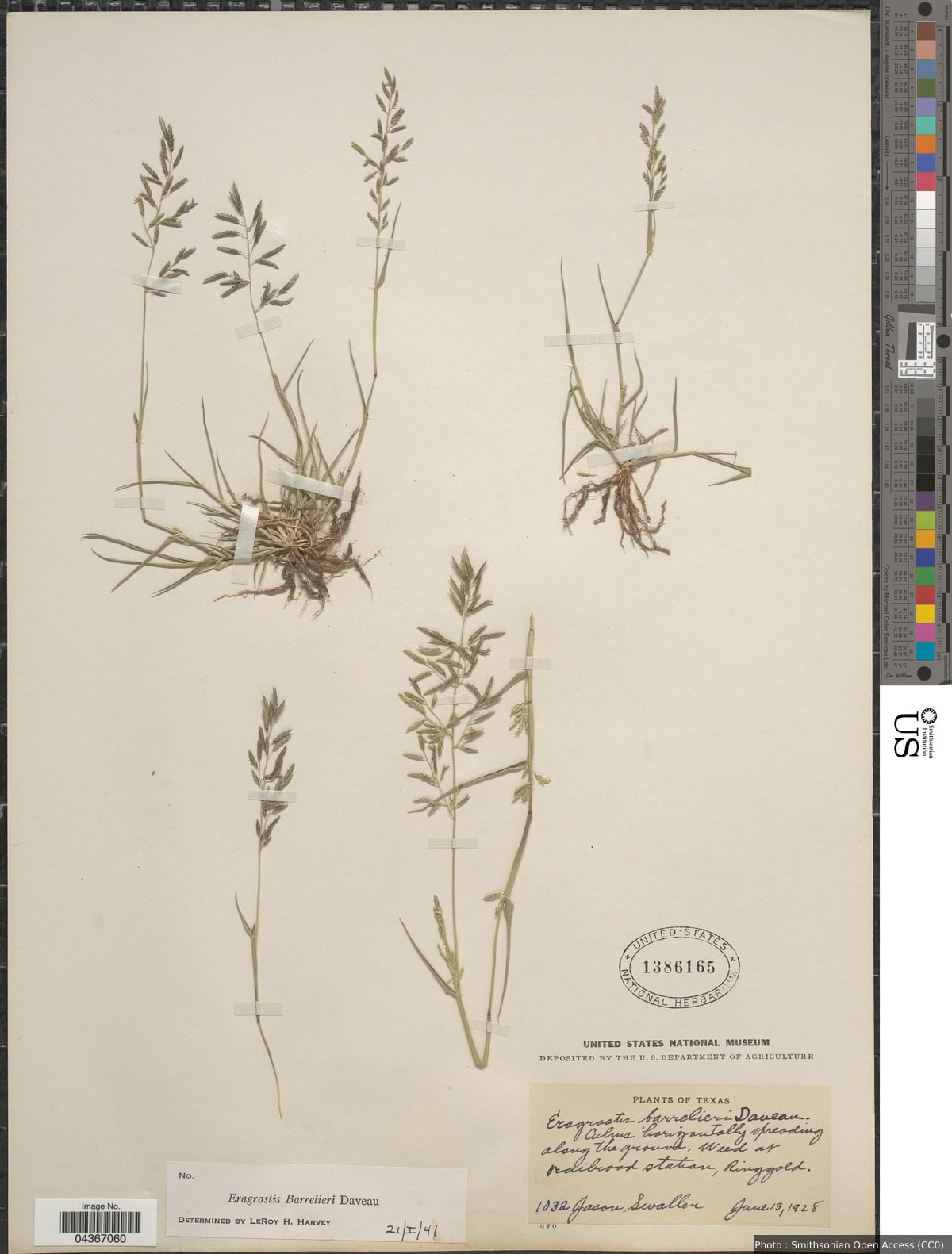 Eragrostis barrelieri Daveau