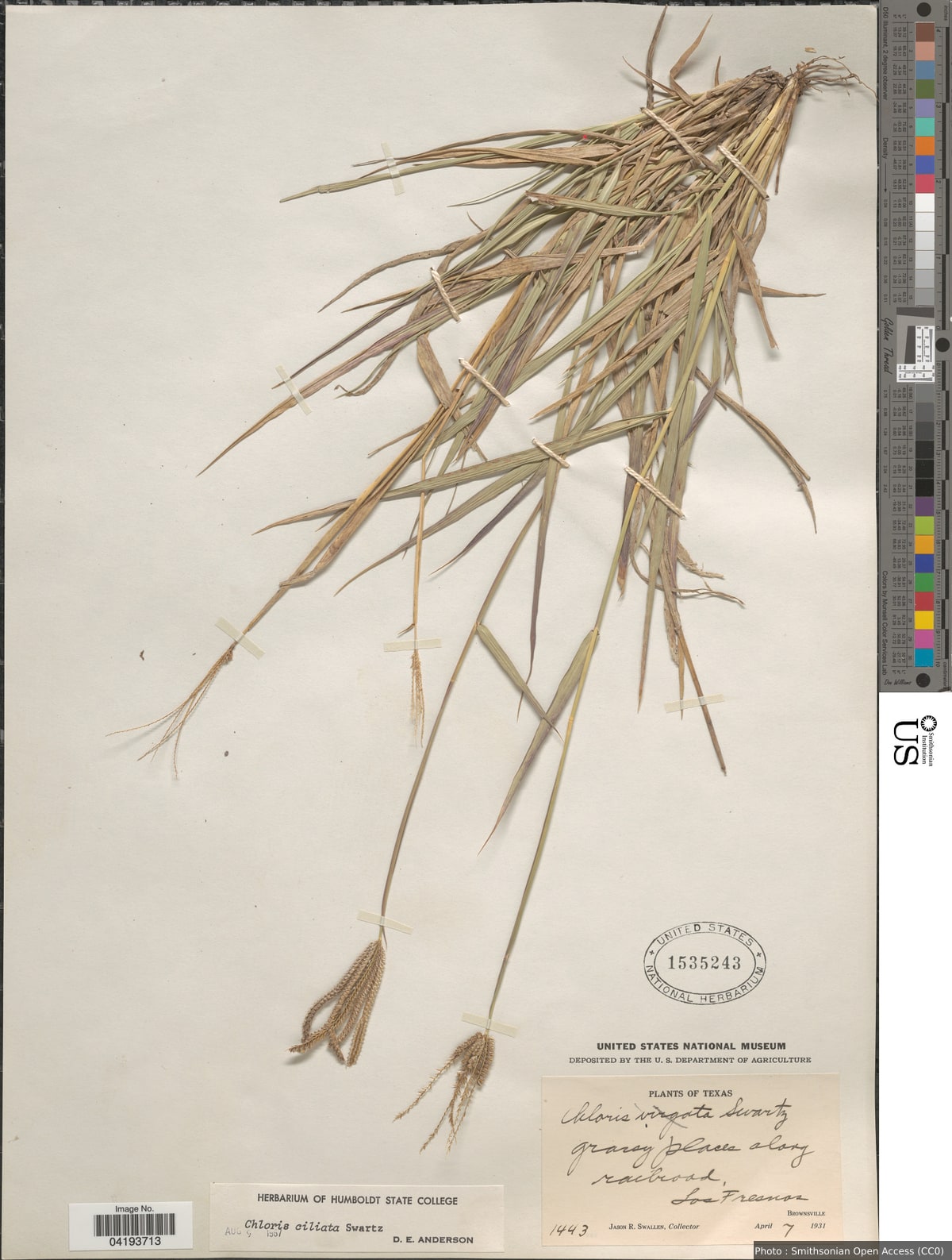 Stapfochloa ciliata (Sw.) P.M. Peterson