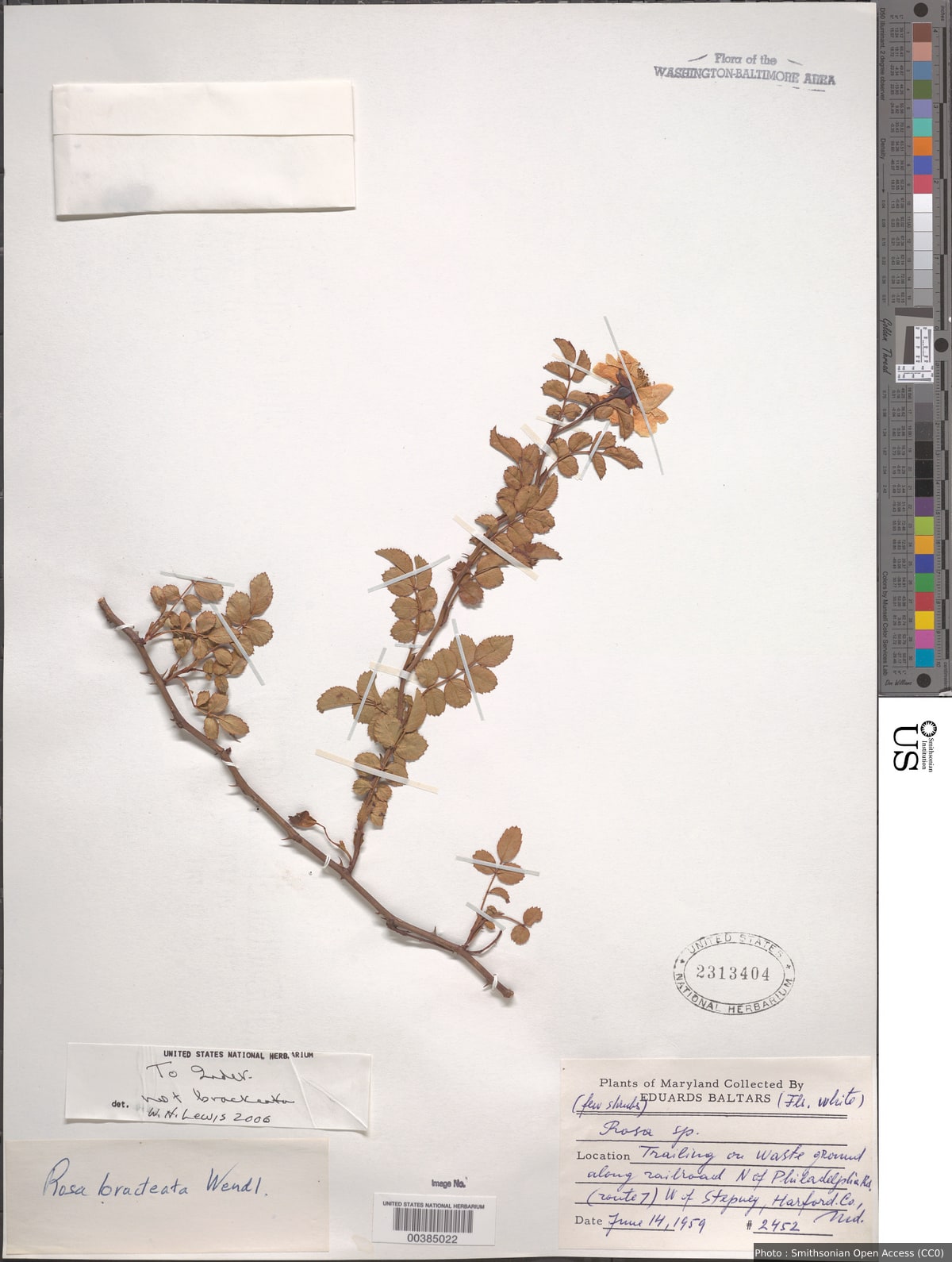 Rosa sp.