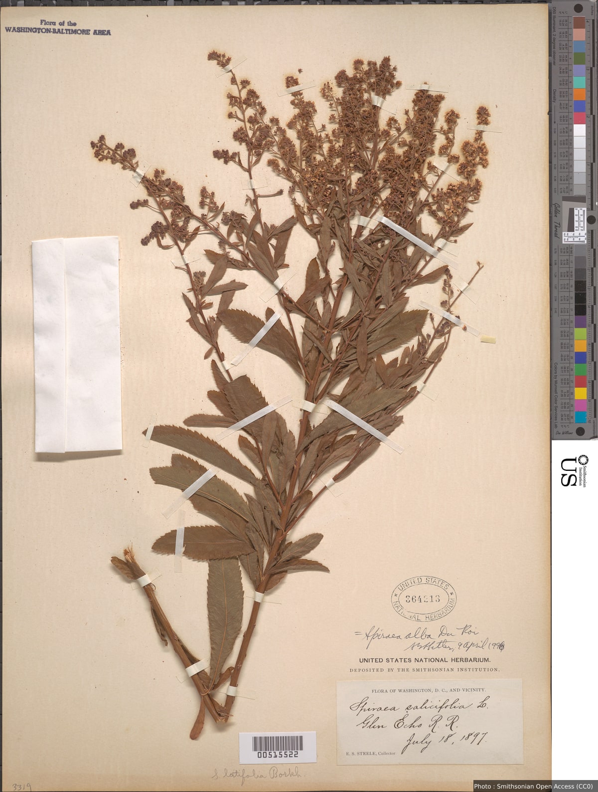 Spiraea alba Du Roi