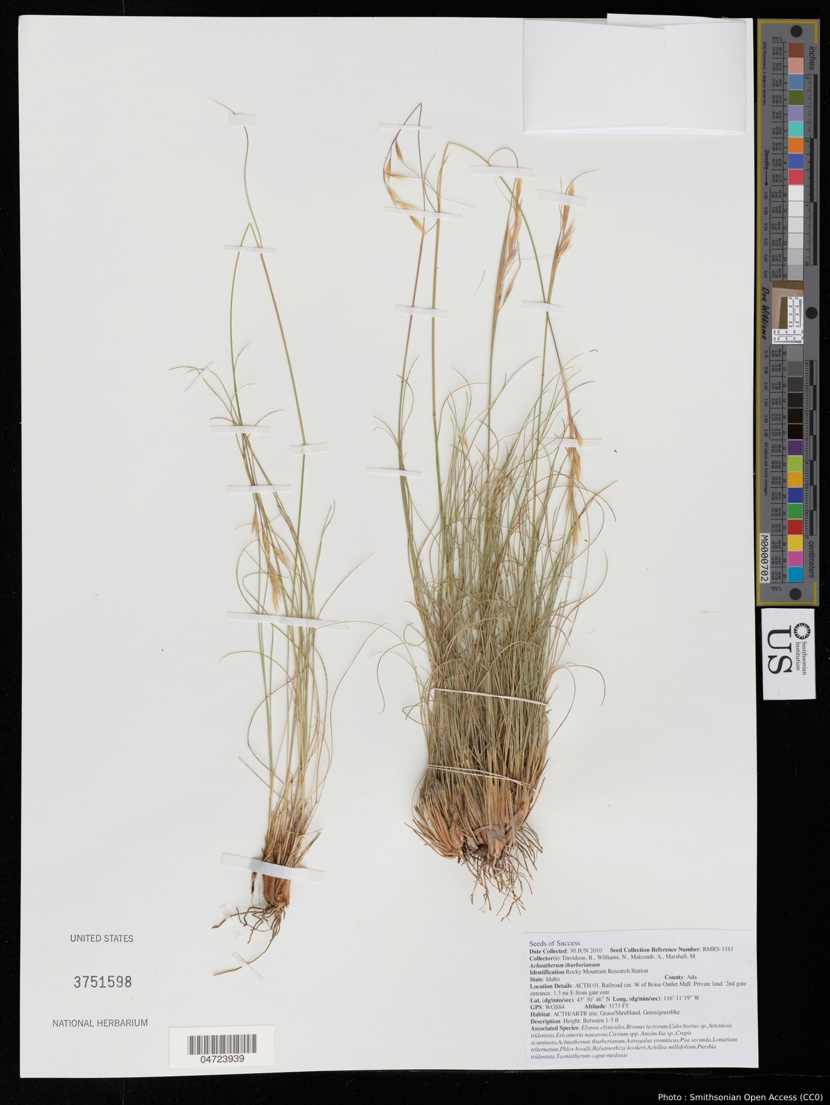 Achnatherum thurberianum (Piper) Barkworth