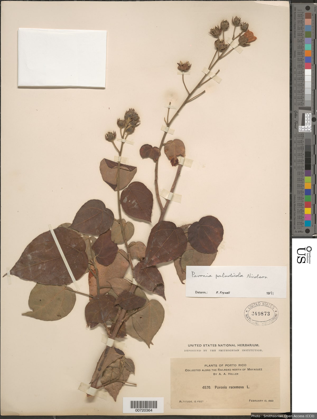 Pavonia paludicola Nicolson ex Fryxell
