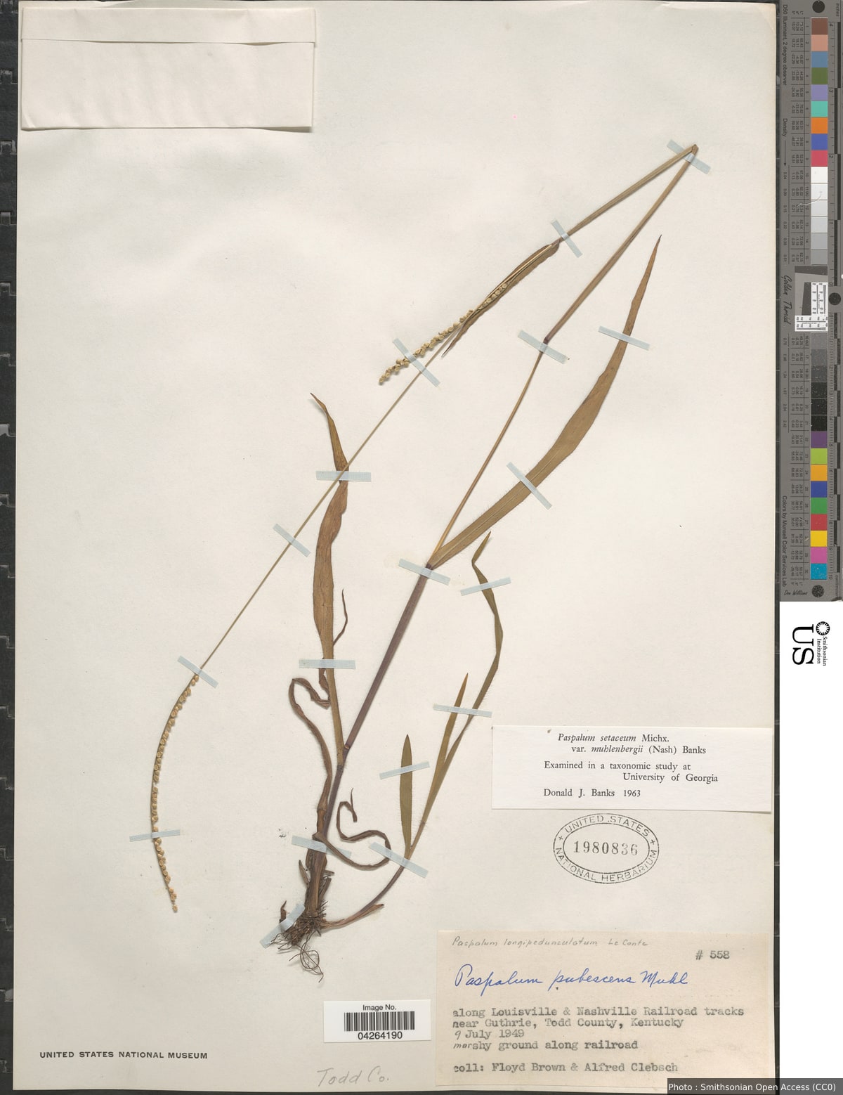 Paspalum setaceum var. muhlenbergii (Nash) D.J. Banks