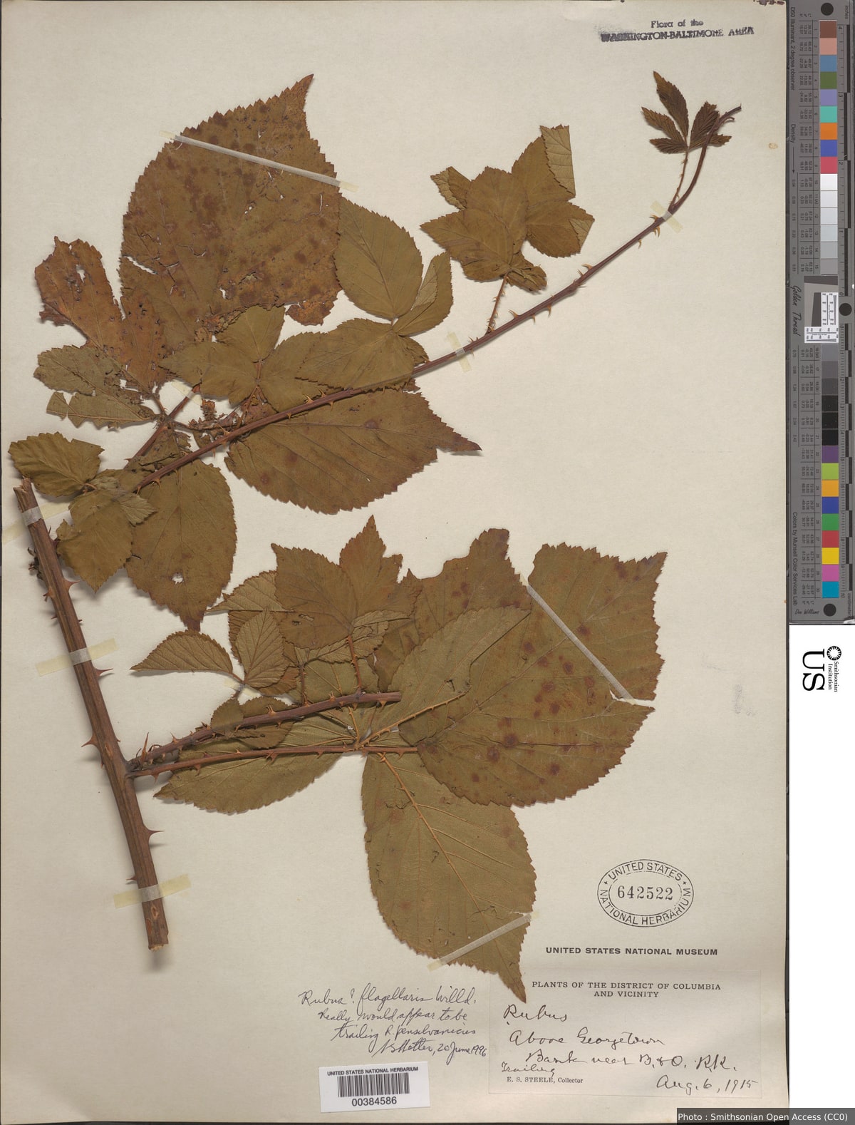 Rubus flagellaris Willd.