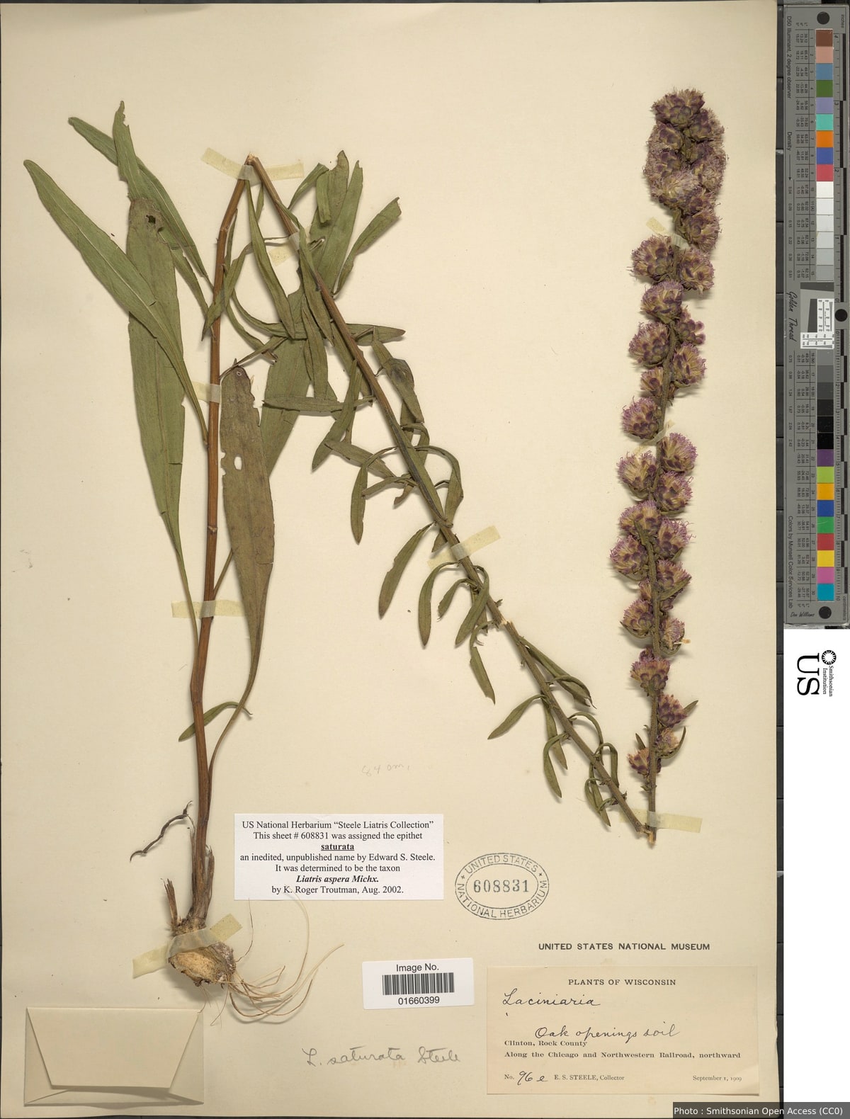 Liatris aspera Michx.