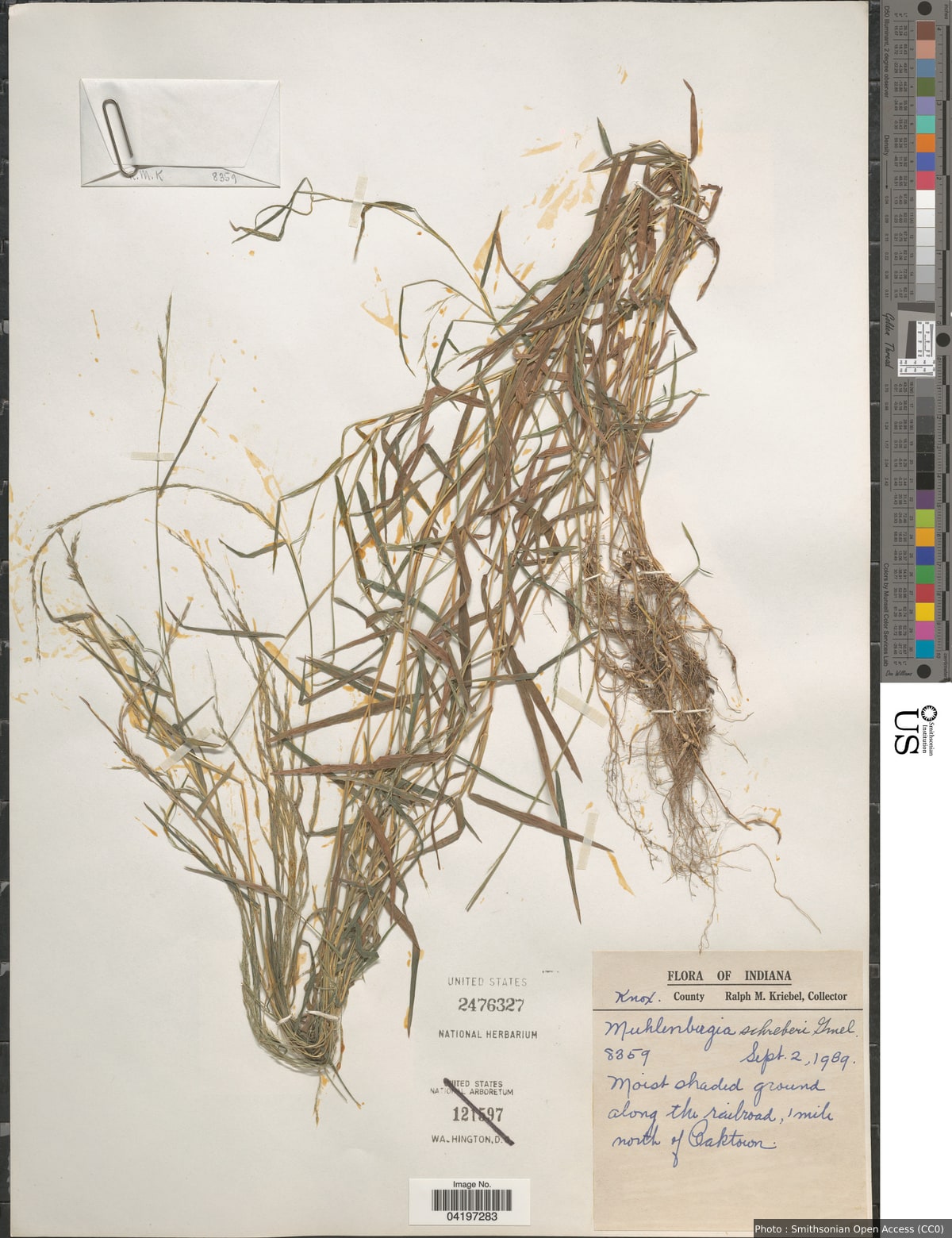 Muhlenbergia schreberi J.F. Gmel.