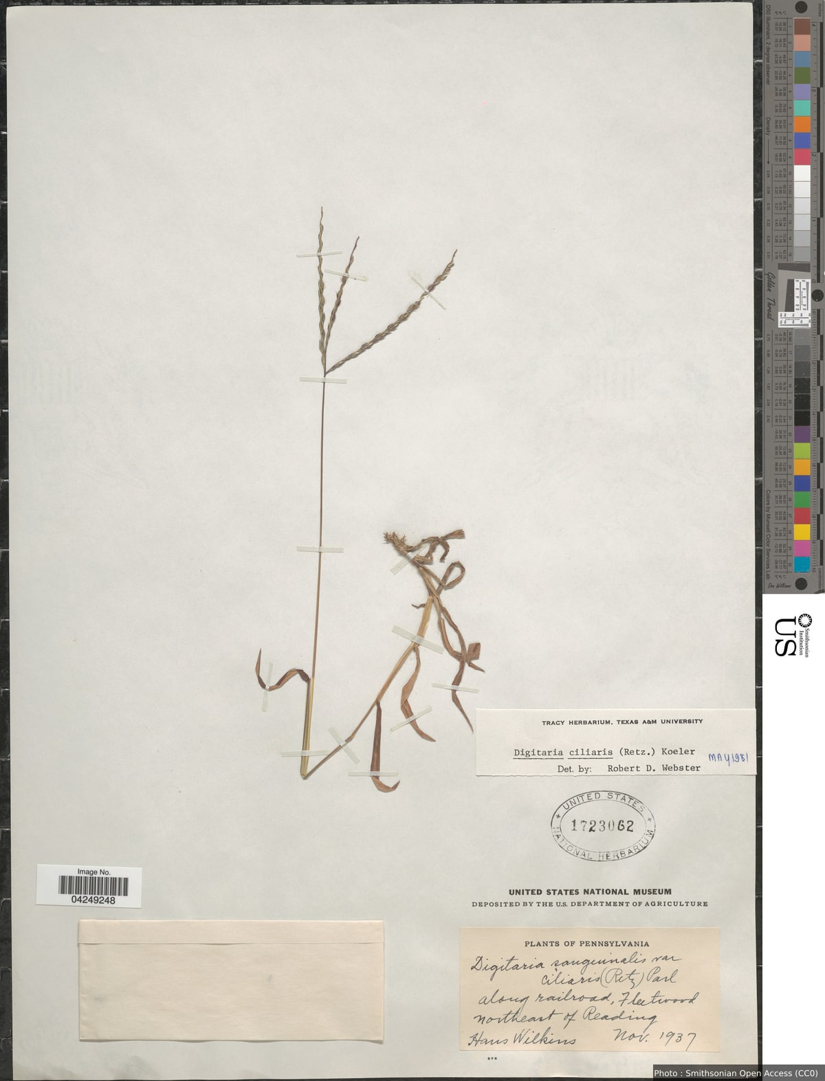 Digitaria ciliaris (Retz.) Koeler