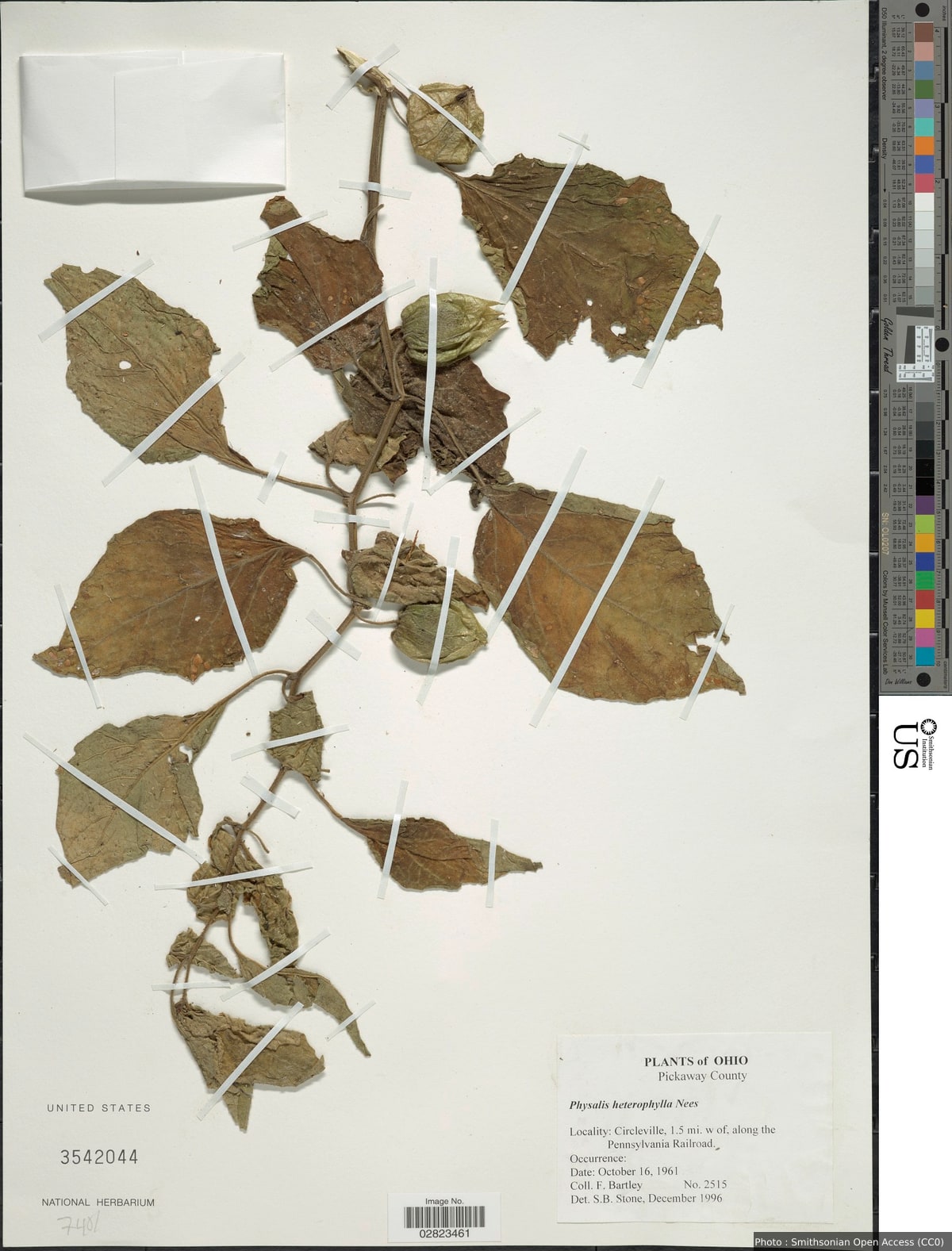 Physalis heterophylla Nees
