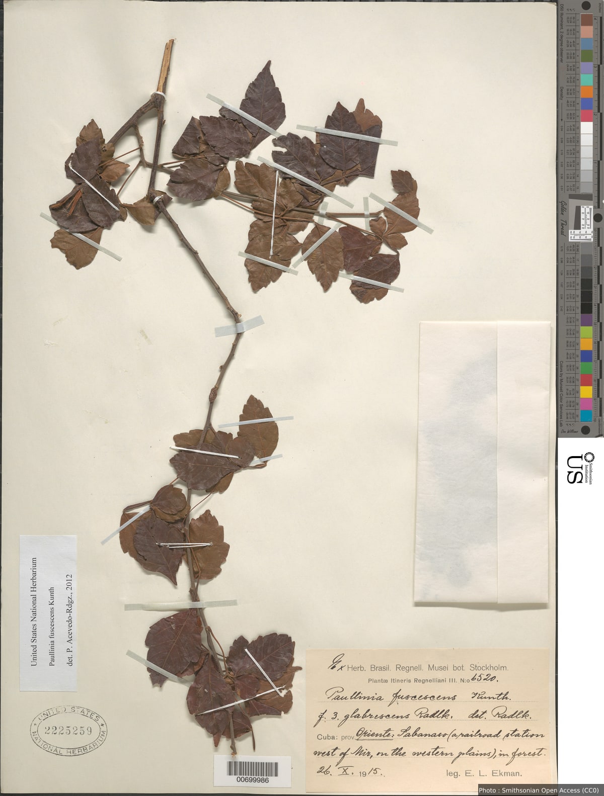 Paullinia fuscescens Kunth