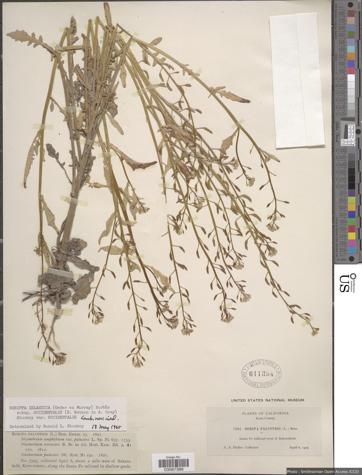 Rorippa islandica var. occidentalis (S. Watson) Butters & Abbe