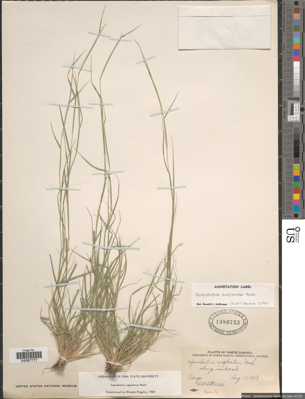 Sporobolus neglectus Nash