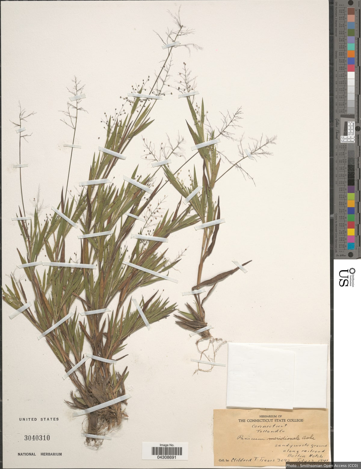 Dichanthelium acuminatum (Sw.) Gould & C.A. Clark var. acuminatum