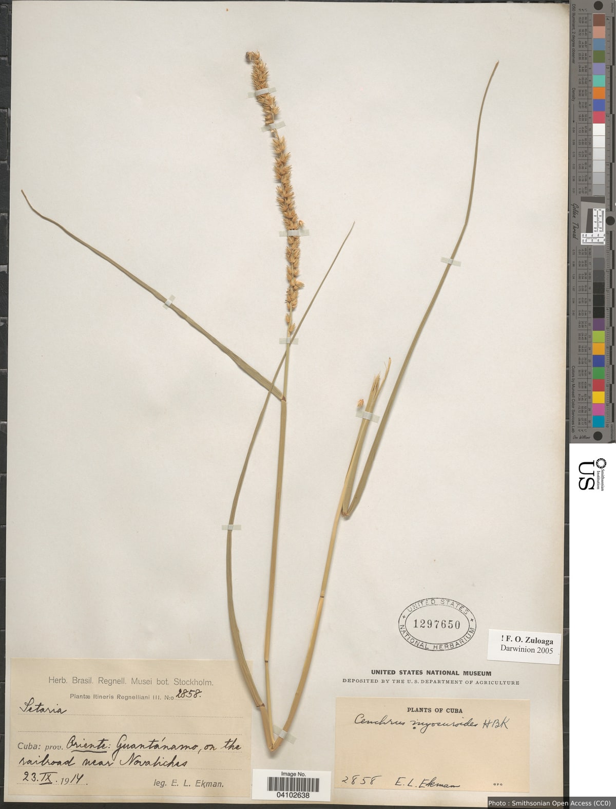 Cenchrus myosuroides Kunth
