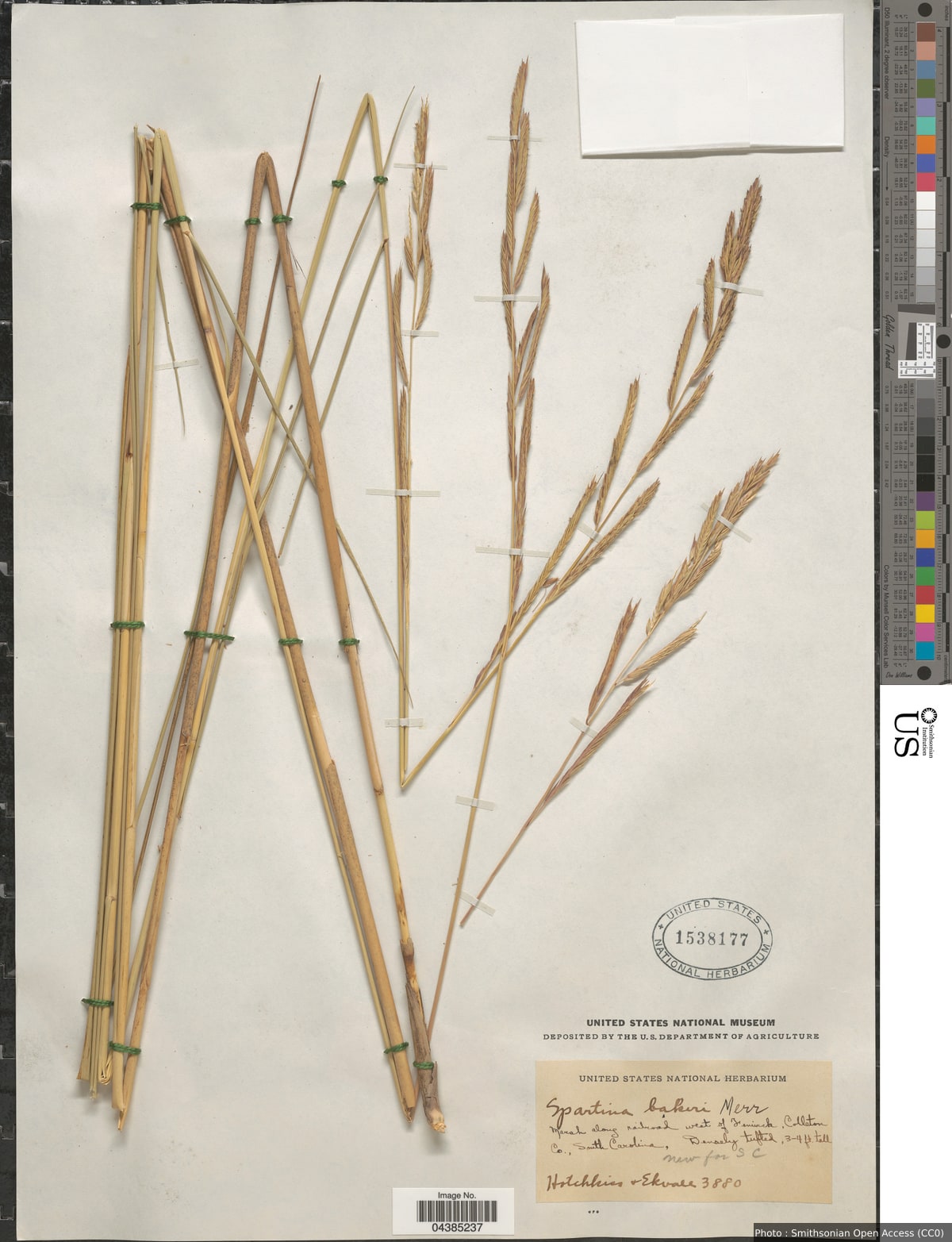 Sporobolus bakeri (Merr.) P.M. Peterson & Saarela