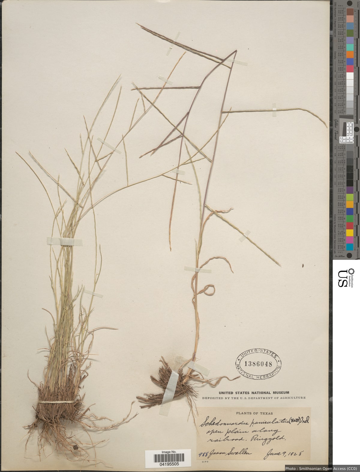 Muhlenbergia paniculata (Nutt.) Columbus