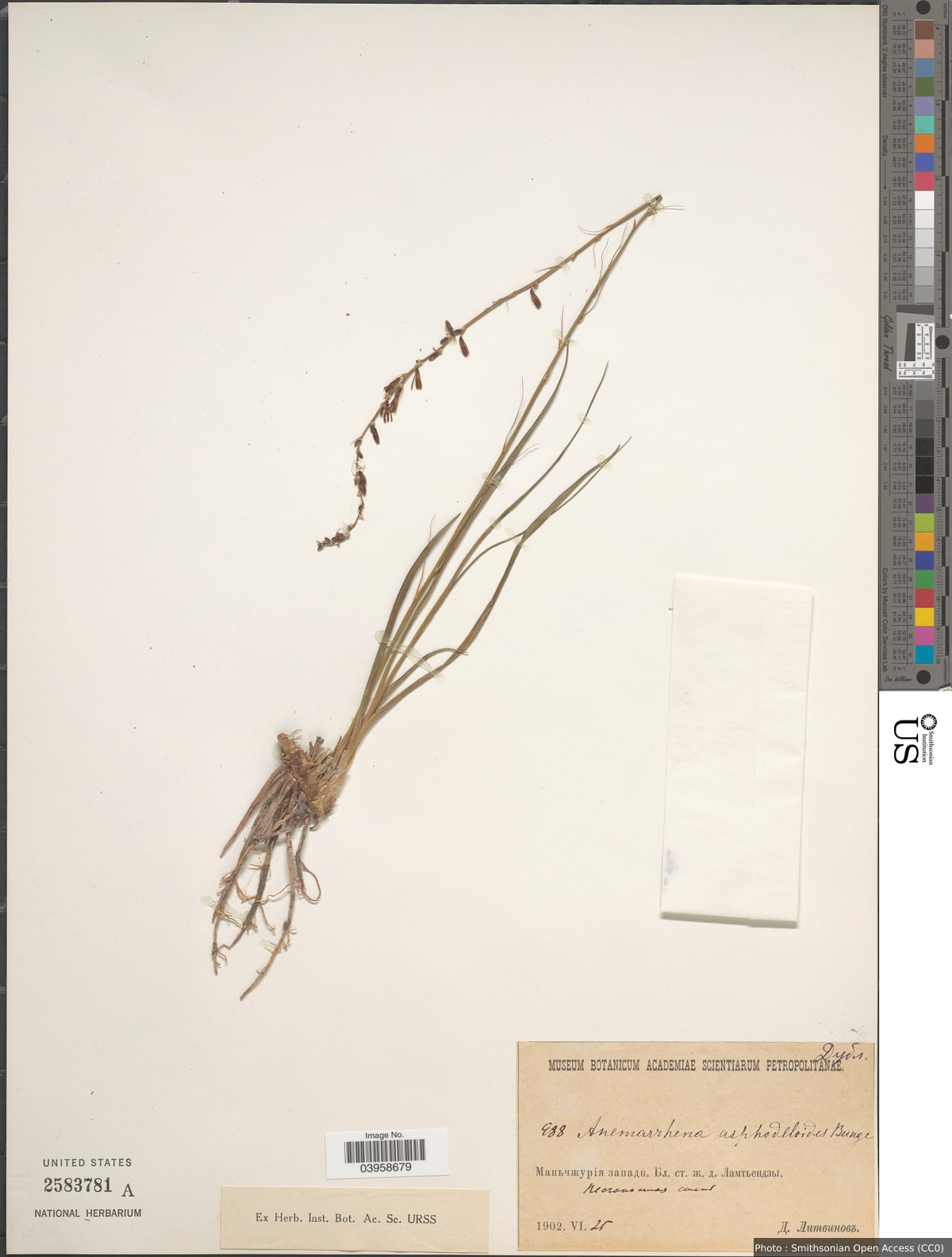 Anemarrhena asphodeloides Bunge