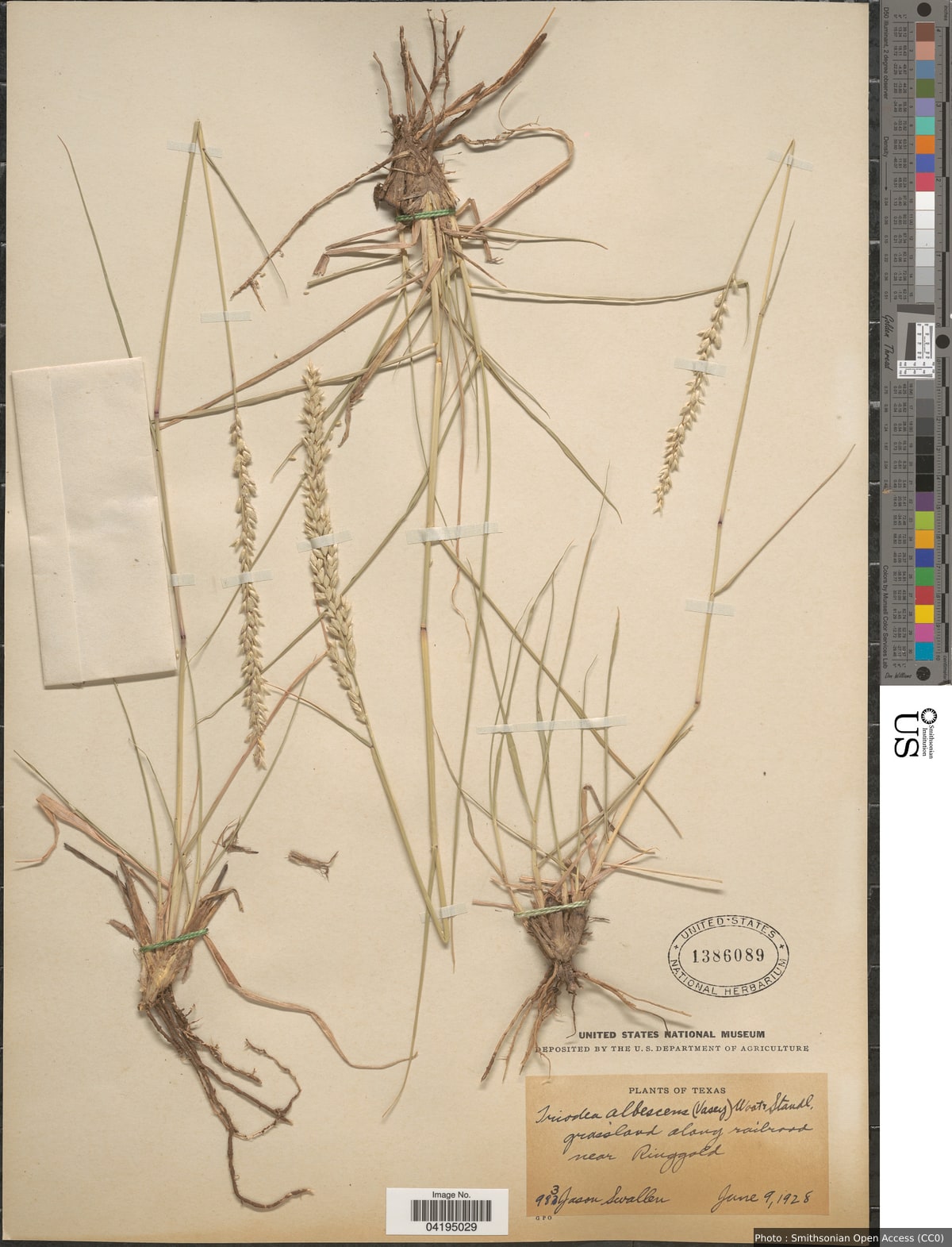 Tridens albescens Wooton & Standl.