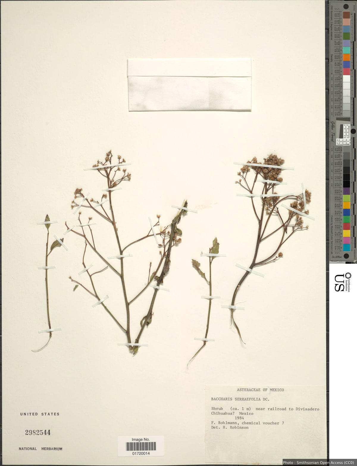 Baccharis serrifolia DC.