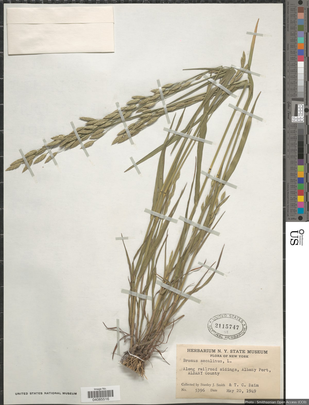 Bromus secalinus L.