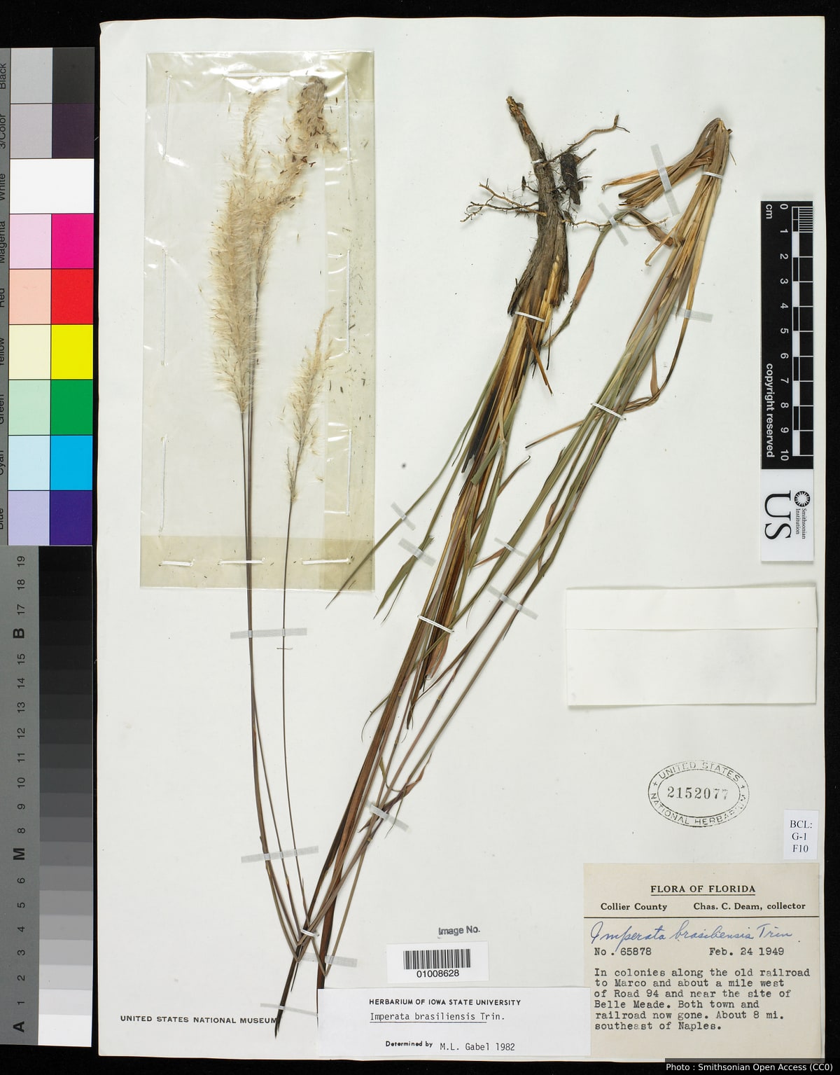Imperata brasiliensis Trin.
