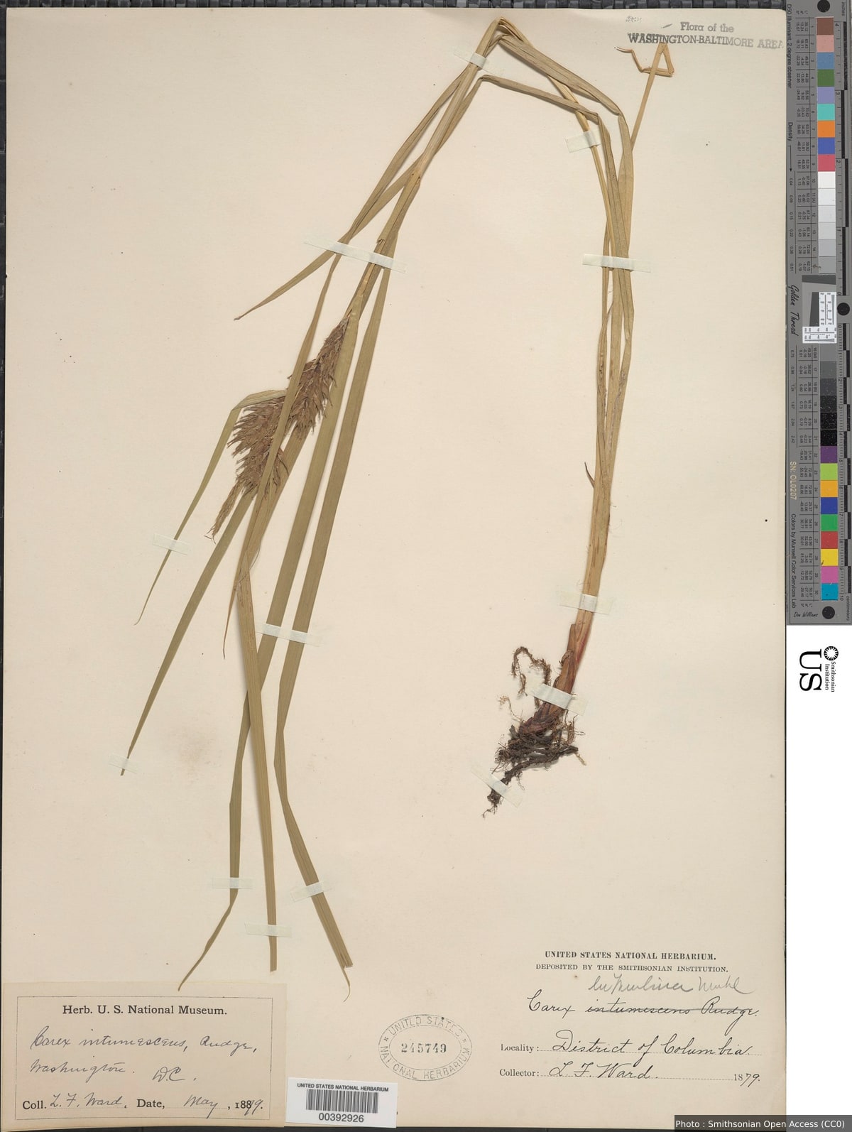 Carex lupulina Muhl. ex Willd.