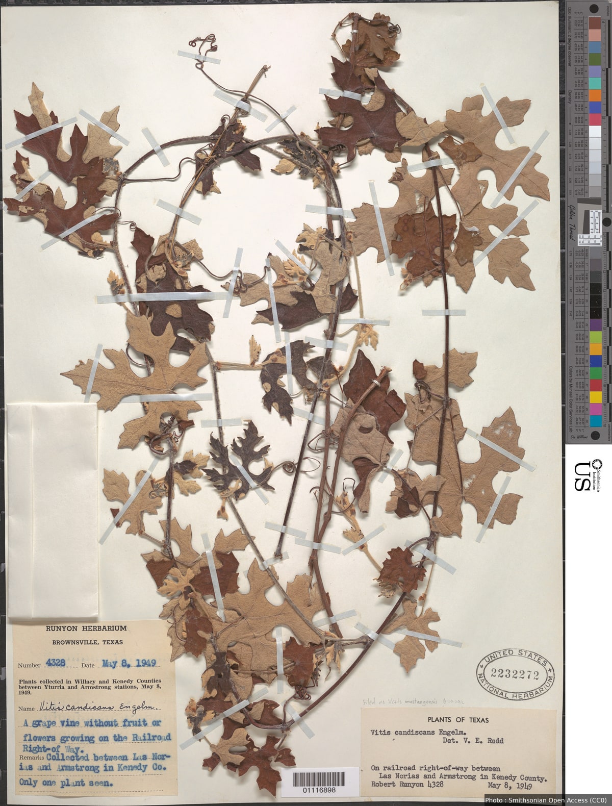 Vitis mustangensis Buckley