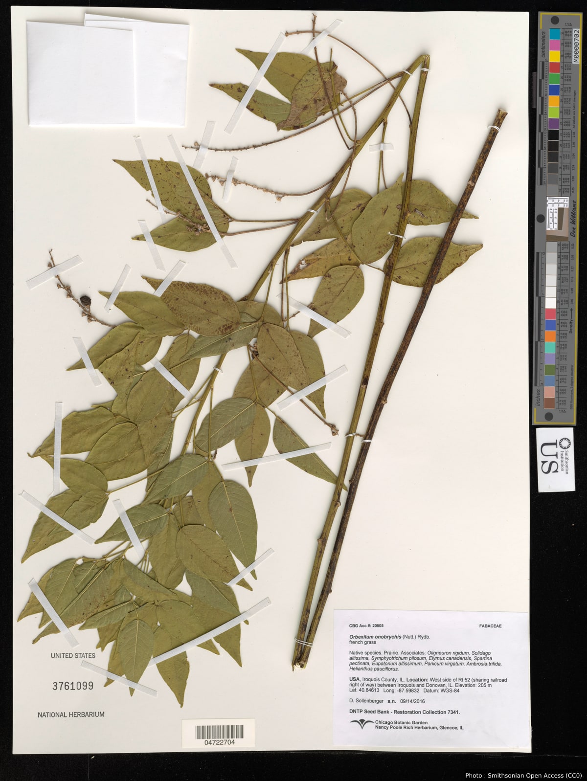Orbexilum onobrychis (Nutt.) Rydb.