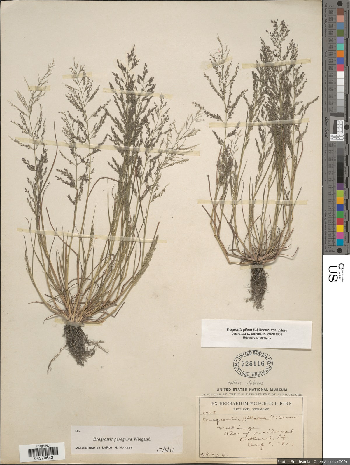 Eragrostis pilosa (L.) P. Beauv.