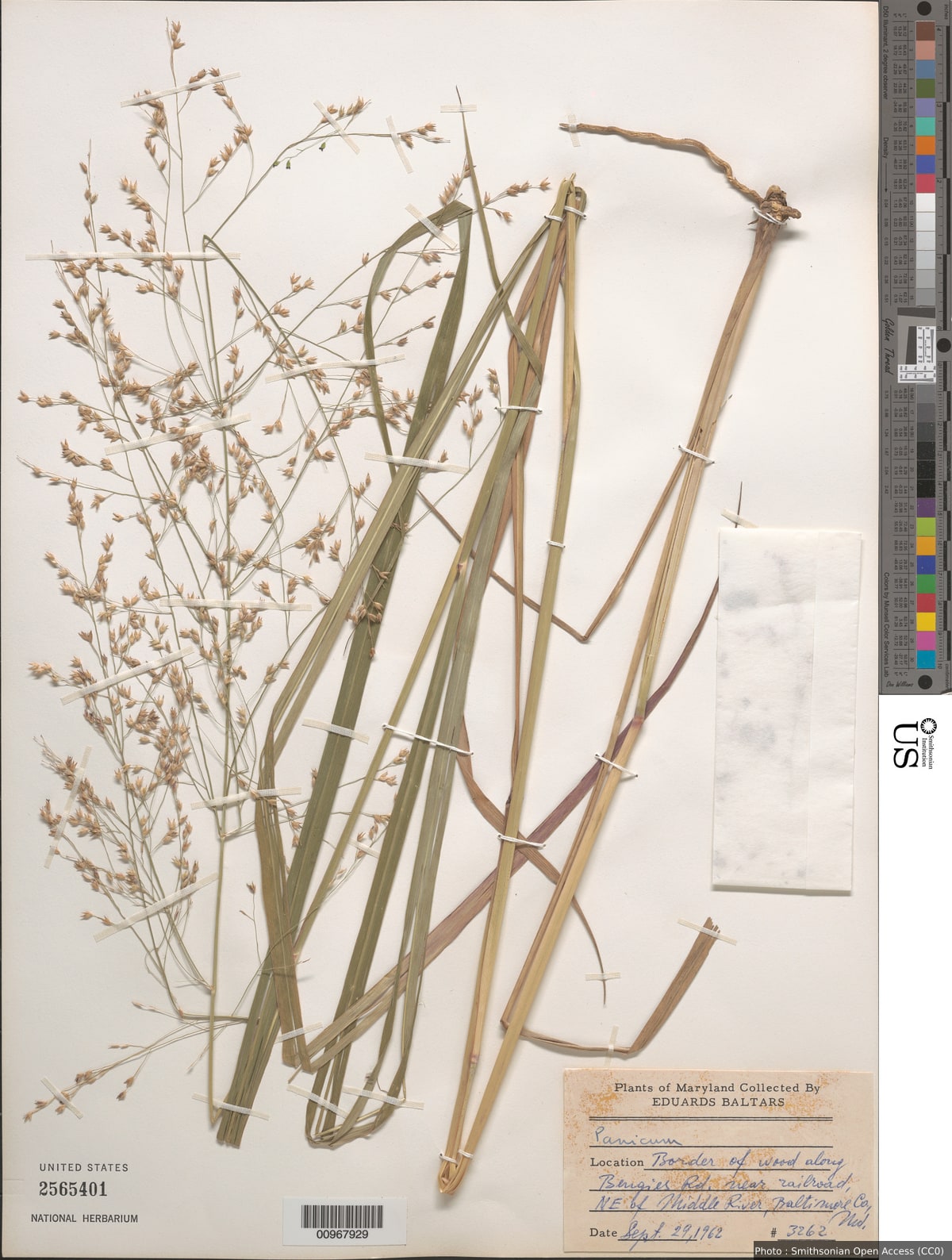 Panicum sp.