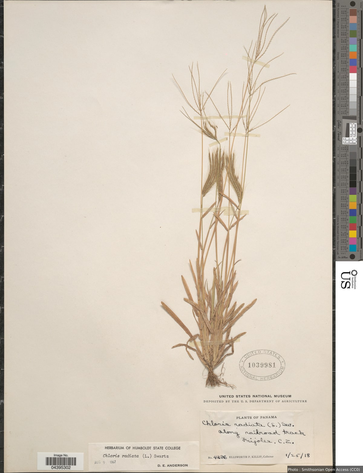 Chloris radiata (L.) Sw.