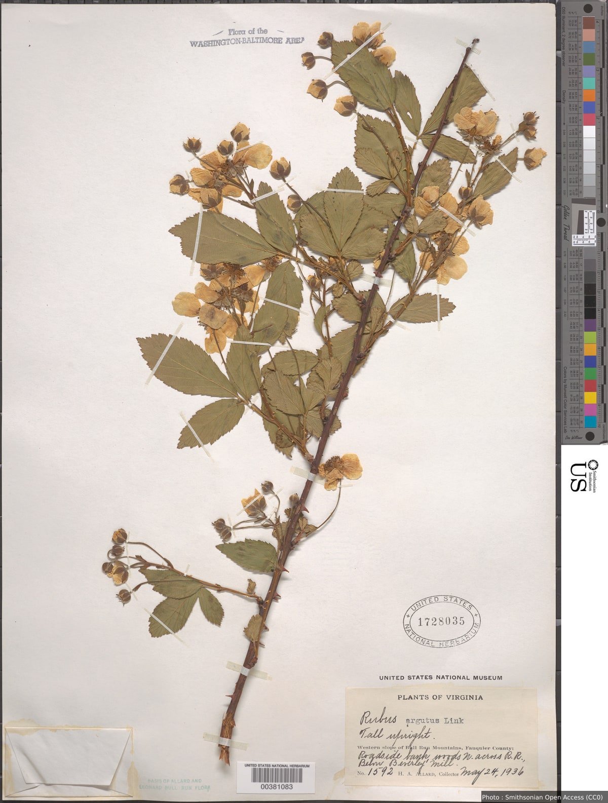 Rubus argutus Link