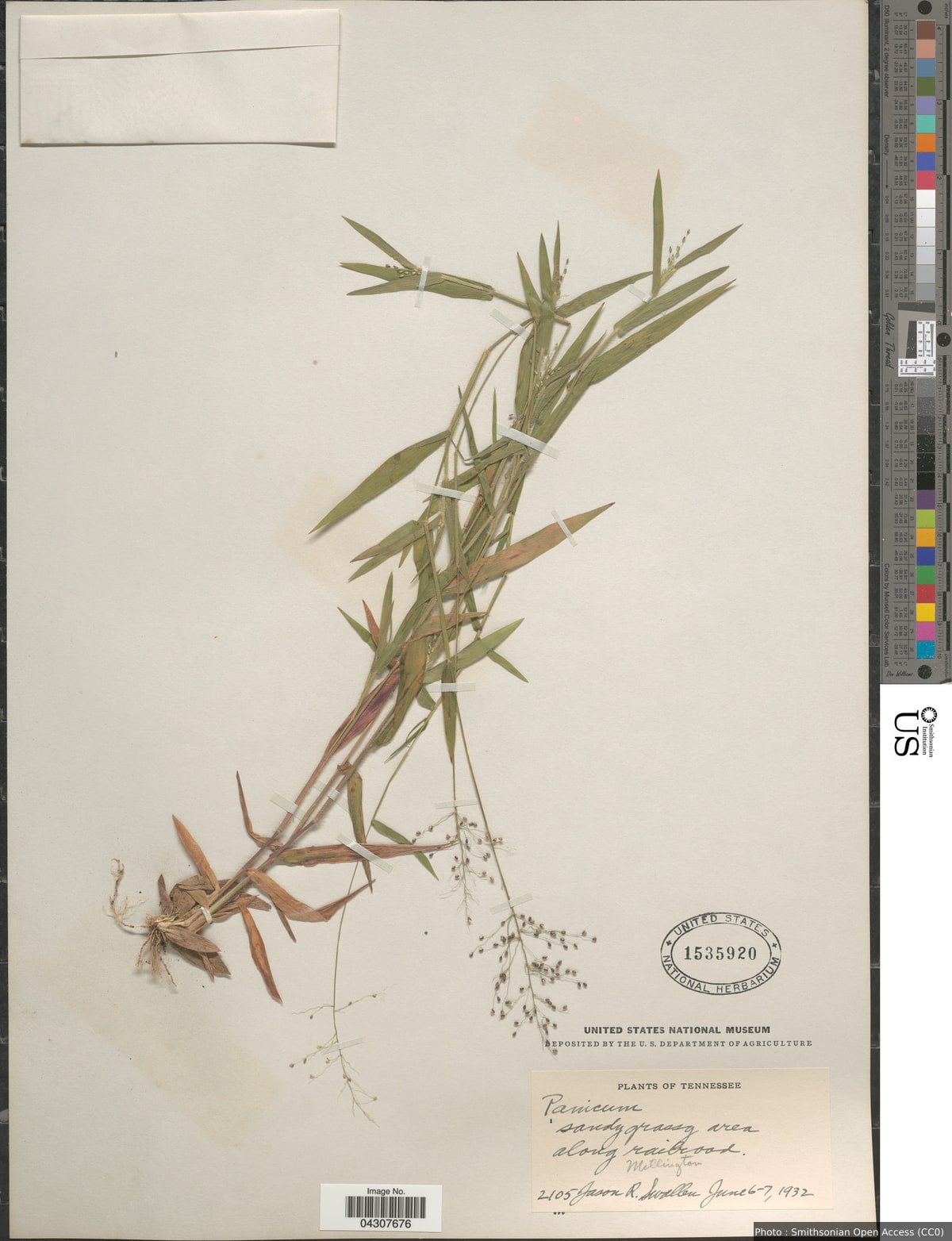 Dichanthelium acuminatum (Sw.) Gould & C.A. Clark var. acuminatum