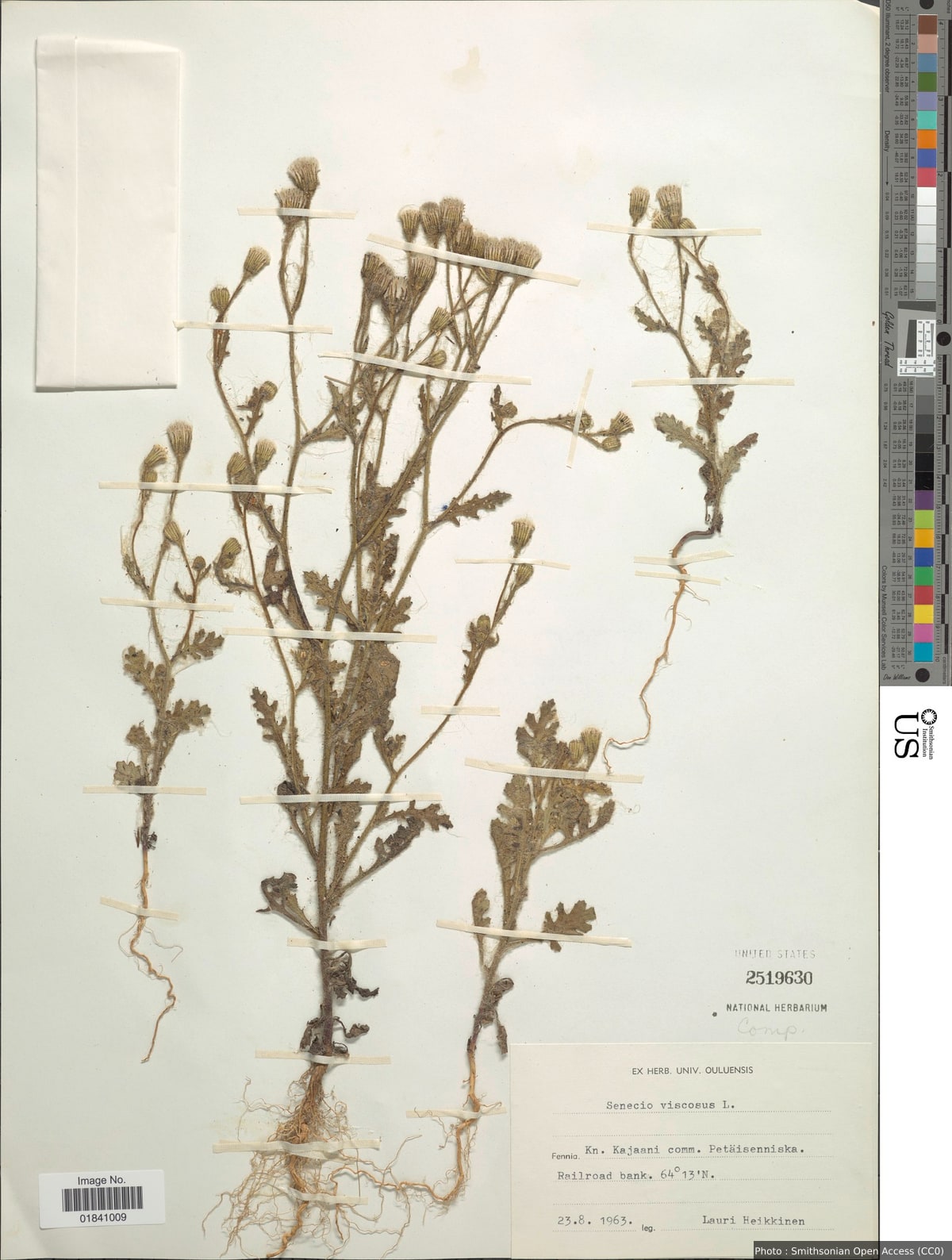 Senecio viscosus L.