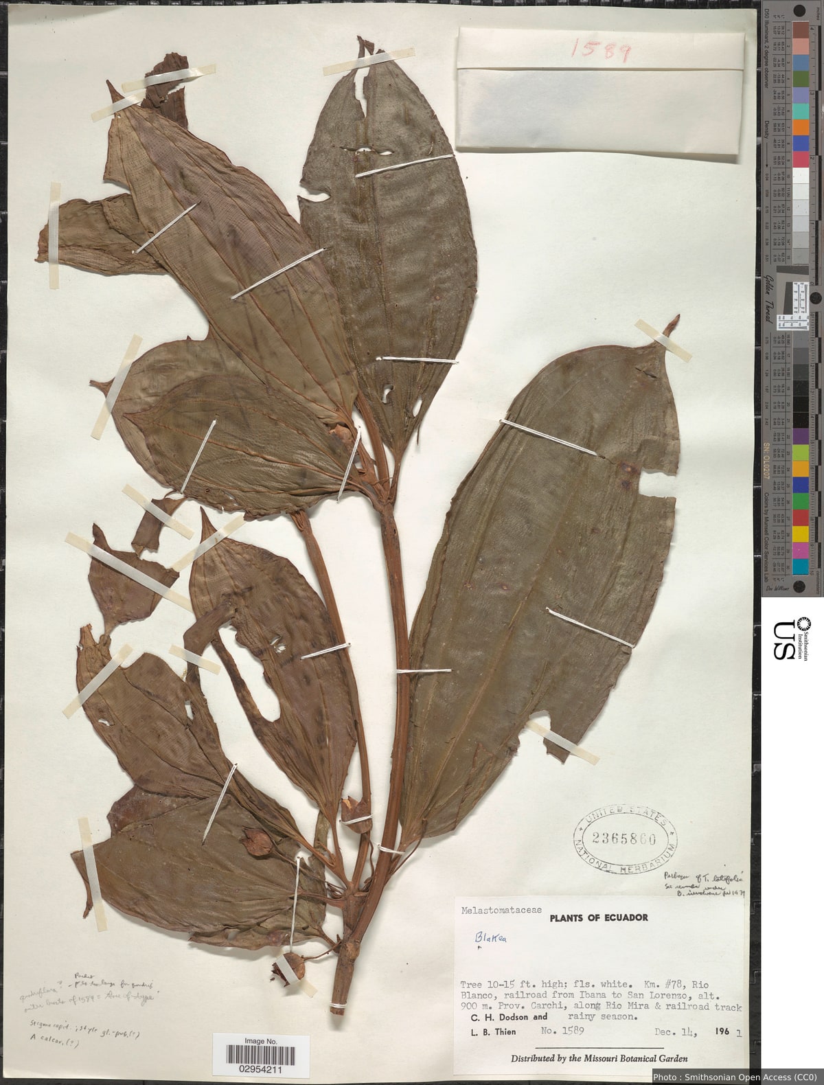 Topobea latifolia Triana