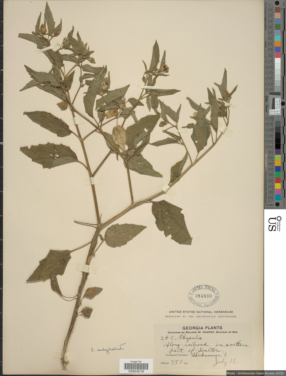 Physalis subglabrata Mack. & Bush