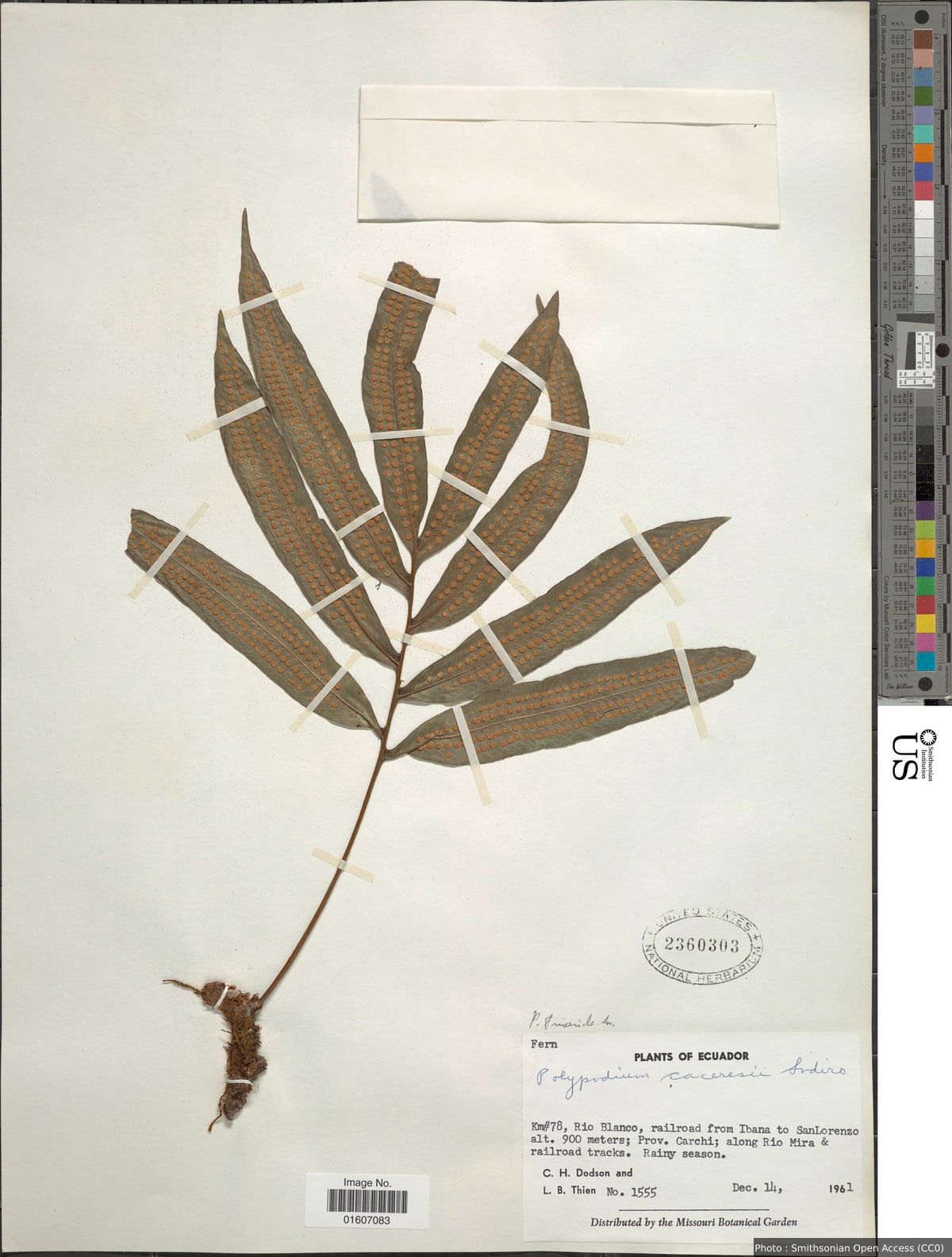 Serpocaulon triseriale (Sw.) A.R. Sm.