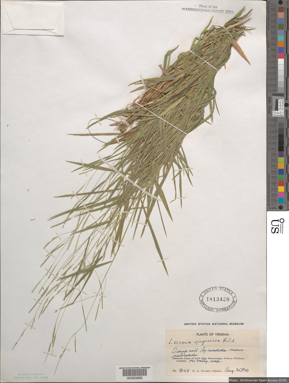 Leersia virginica Willd.
