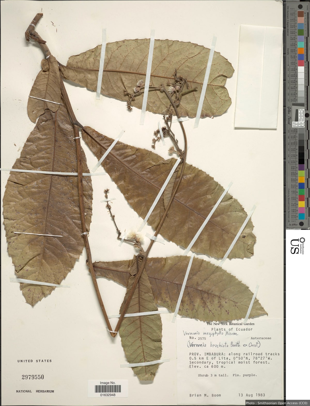 Eirmocephala megaphylla (Hieron.) H. Rob.