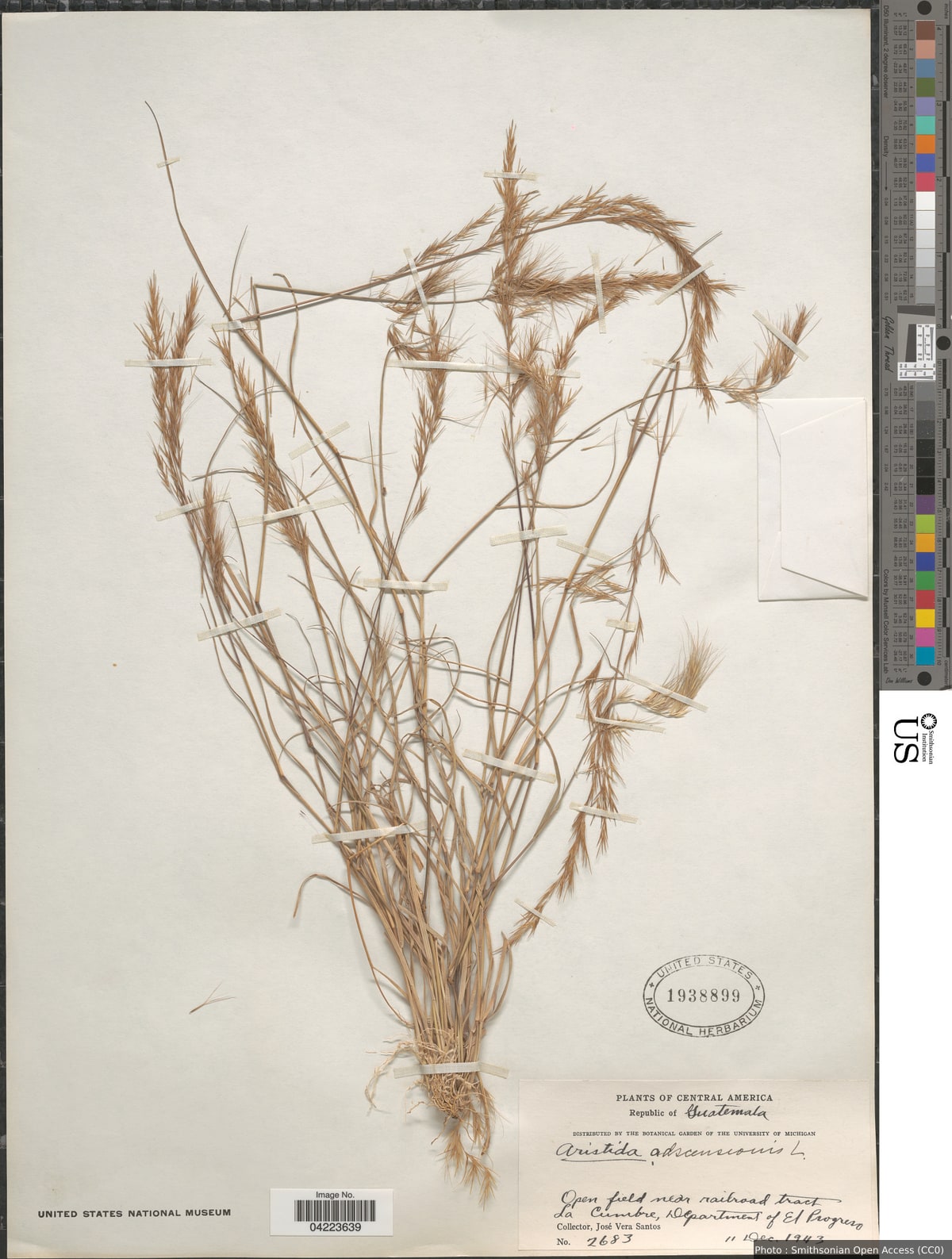 Aristida adscensionis L.