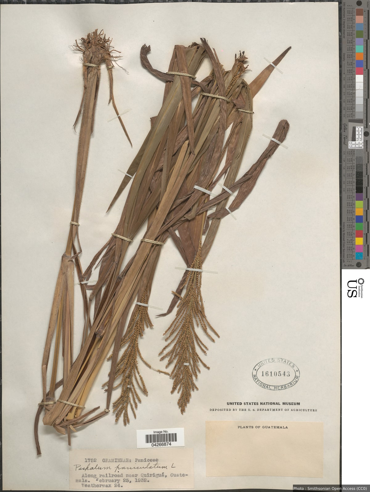 Paspalum paniculatum L.