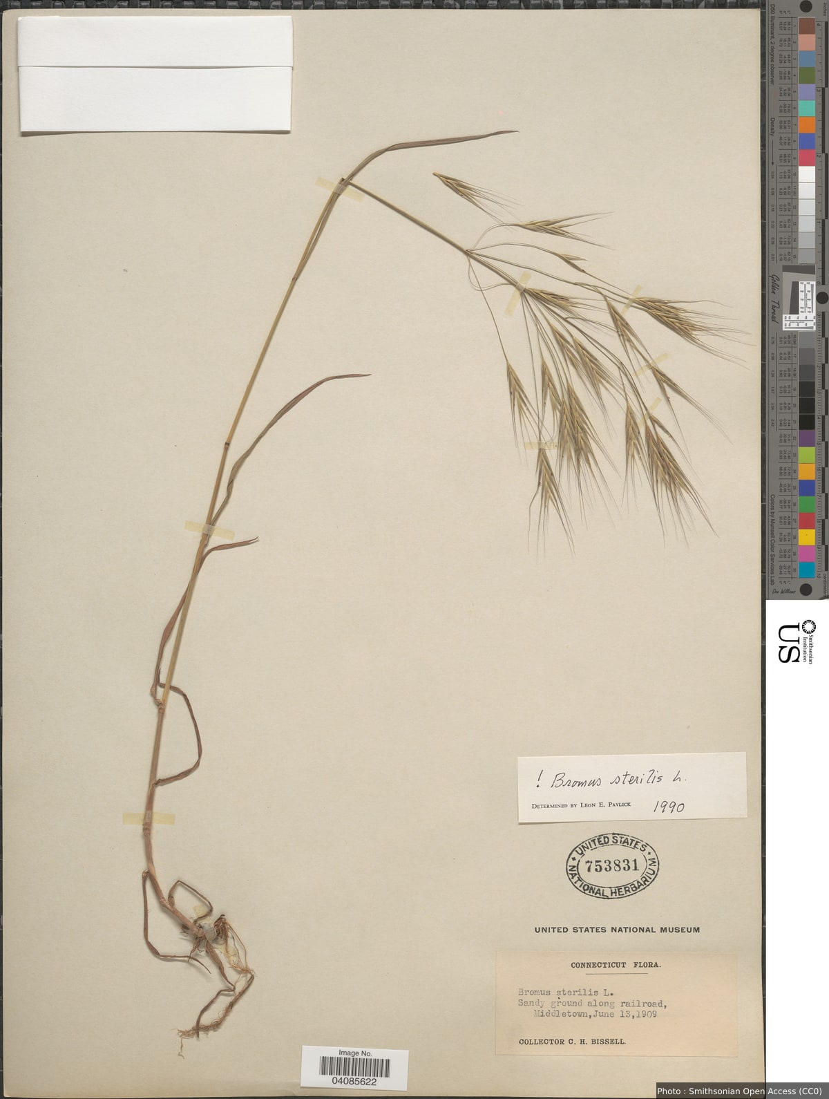 Bromus sterilis L.