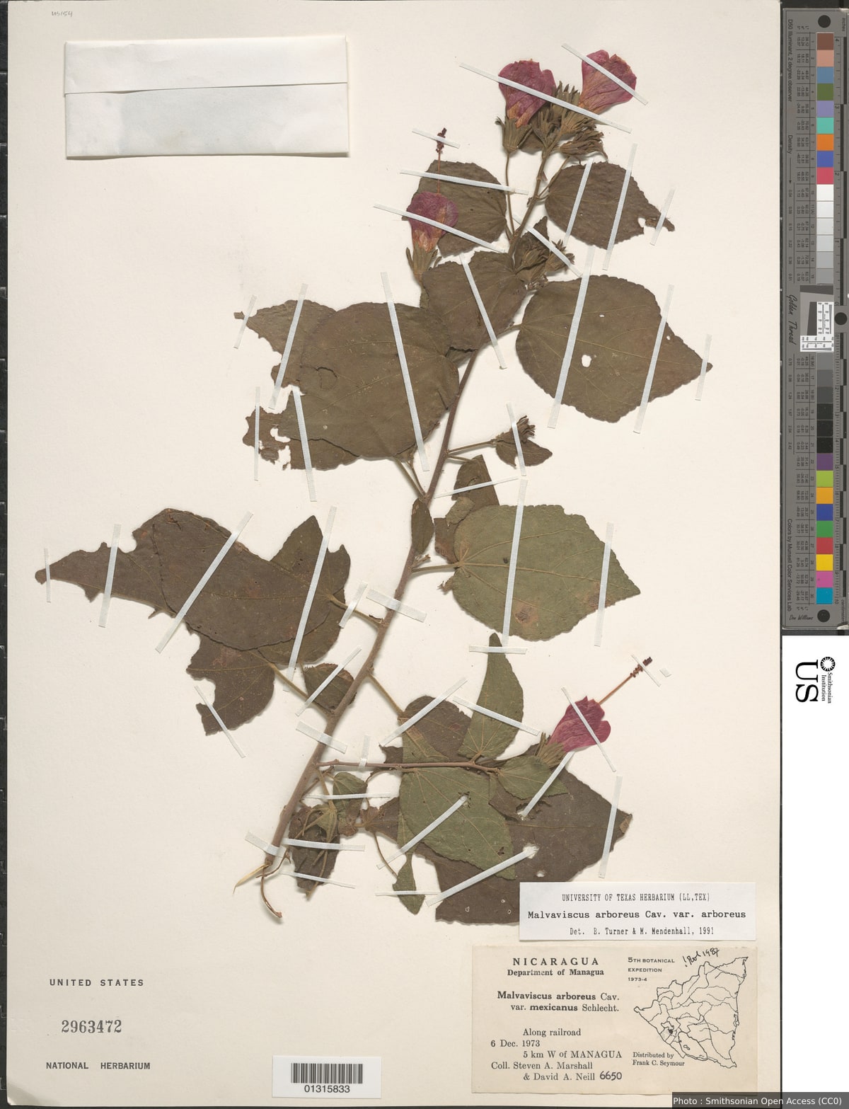 Malvaviscus arboreus Cav.