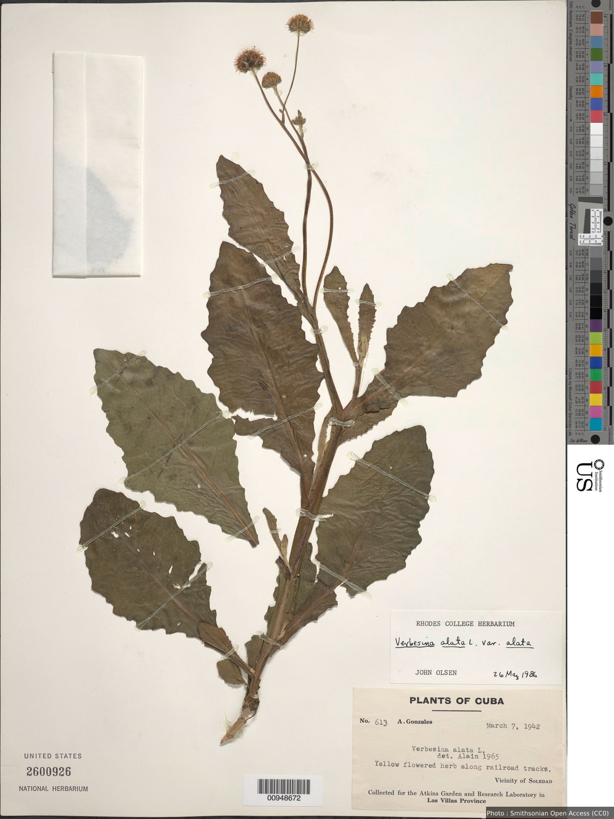 Verbesina alata L. var. alata