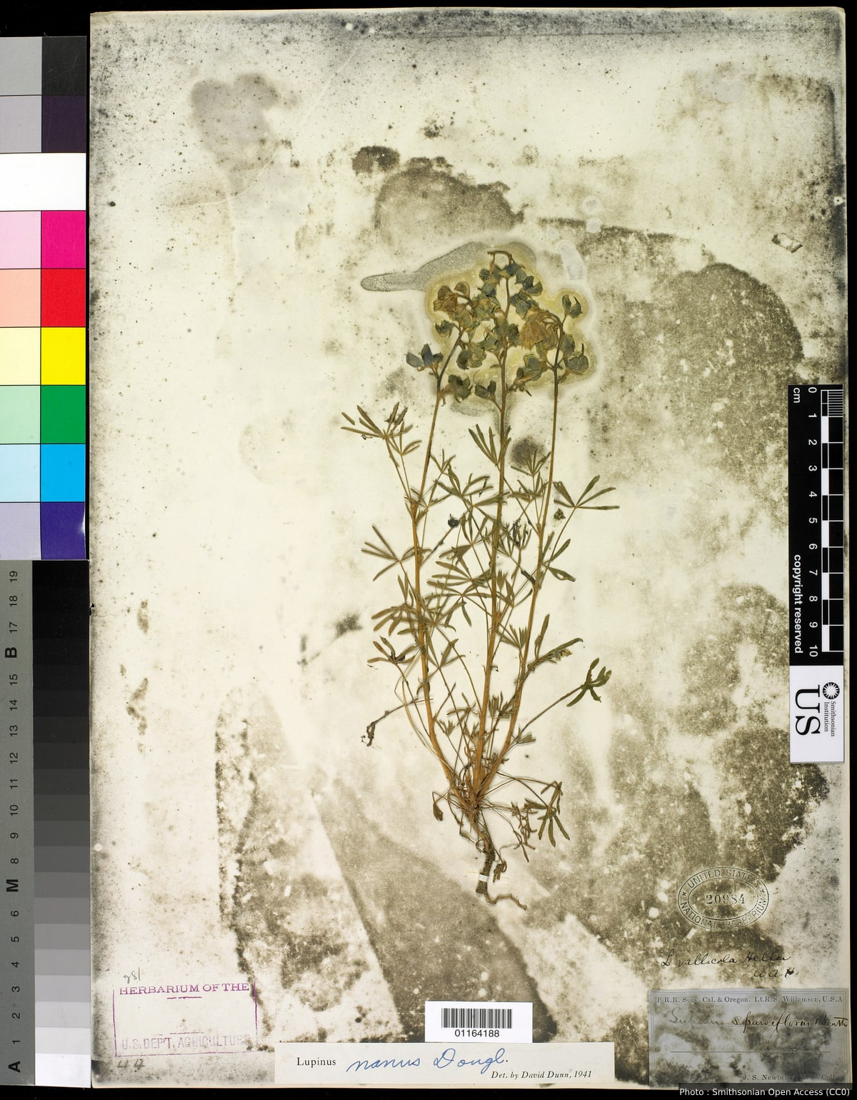 Lupinus nanus Douglas ex Benth.