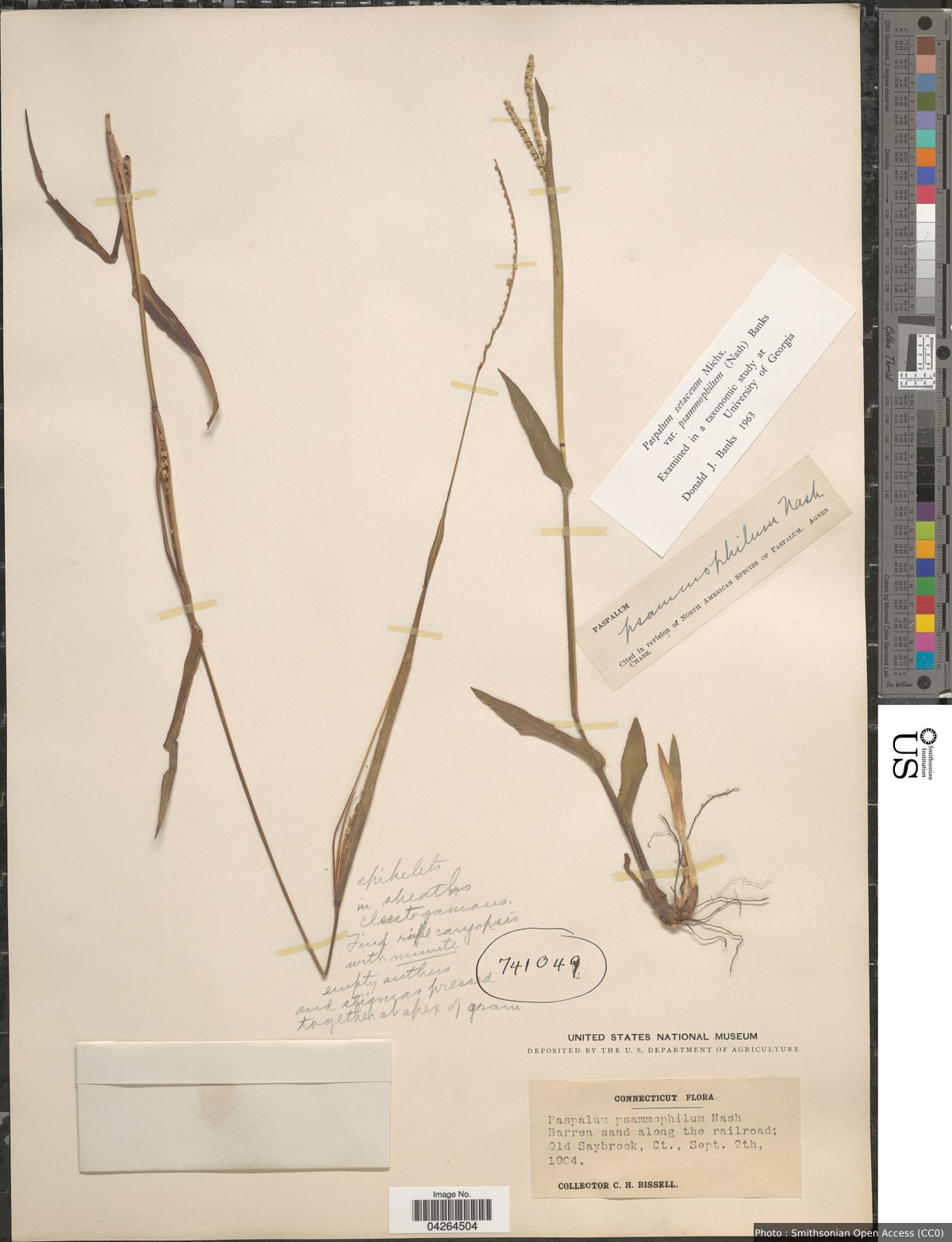 Paspalum setaceum var. psammophilum (Nash ex Hitchc.) D.J. Banks
