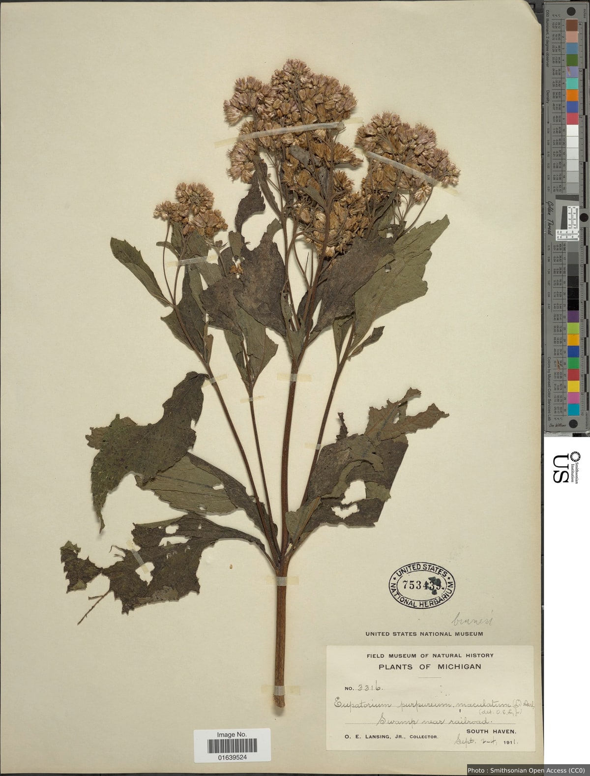 Eupatorium maculatum L.