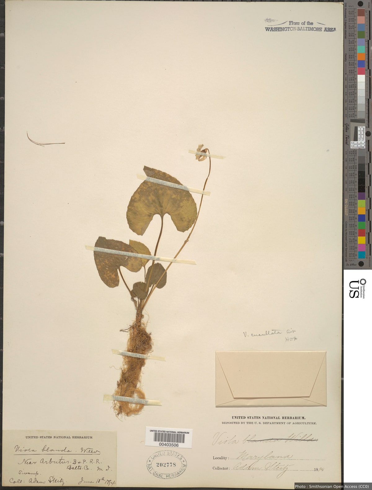 Viola cucullata Aiton