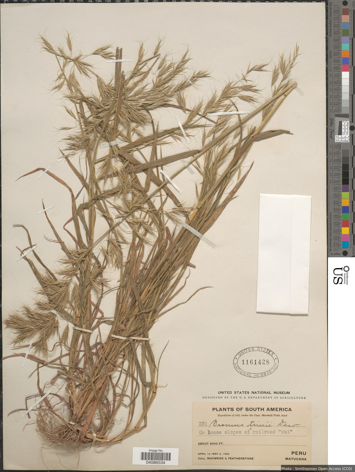 Bromus berteroanus Colla