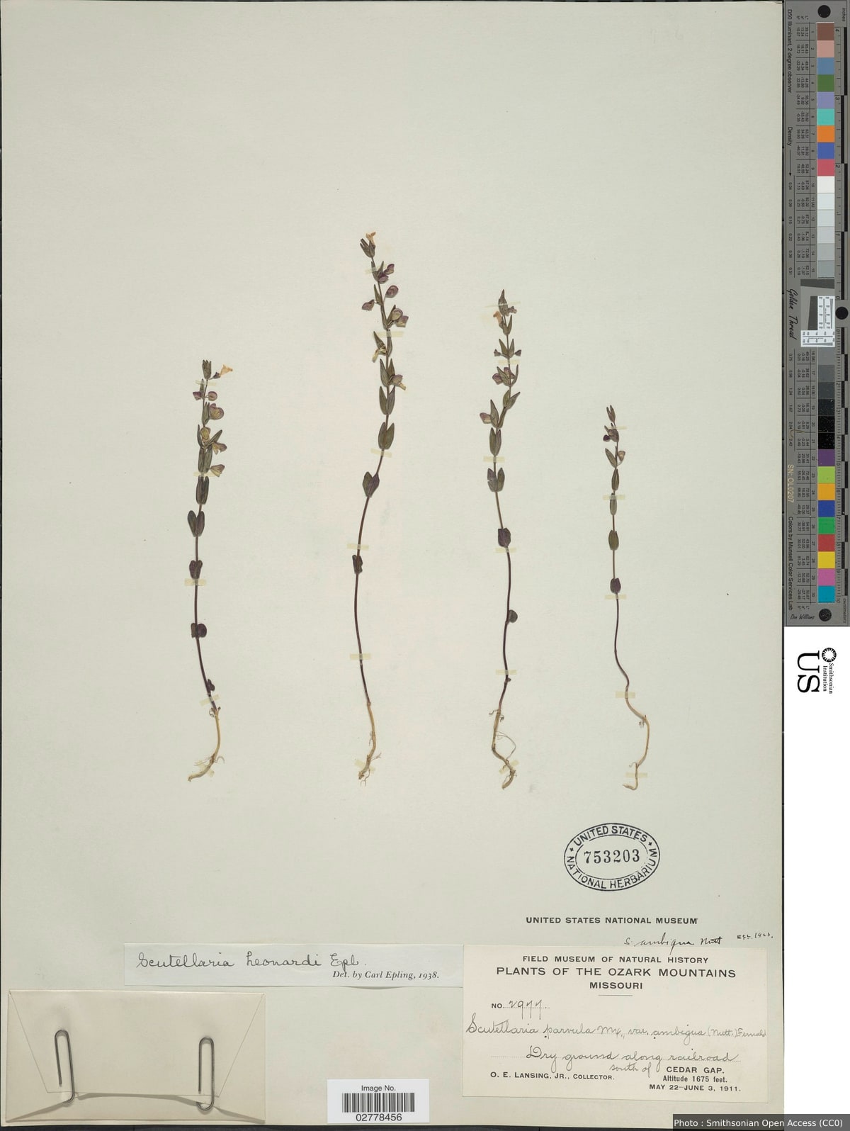 Scutellaria leonardii Epling